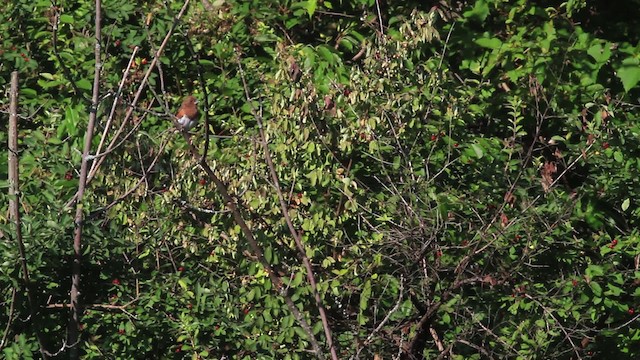 Eastern Towhee - ML472968