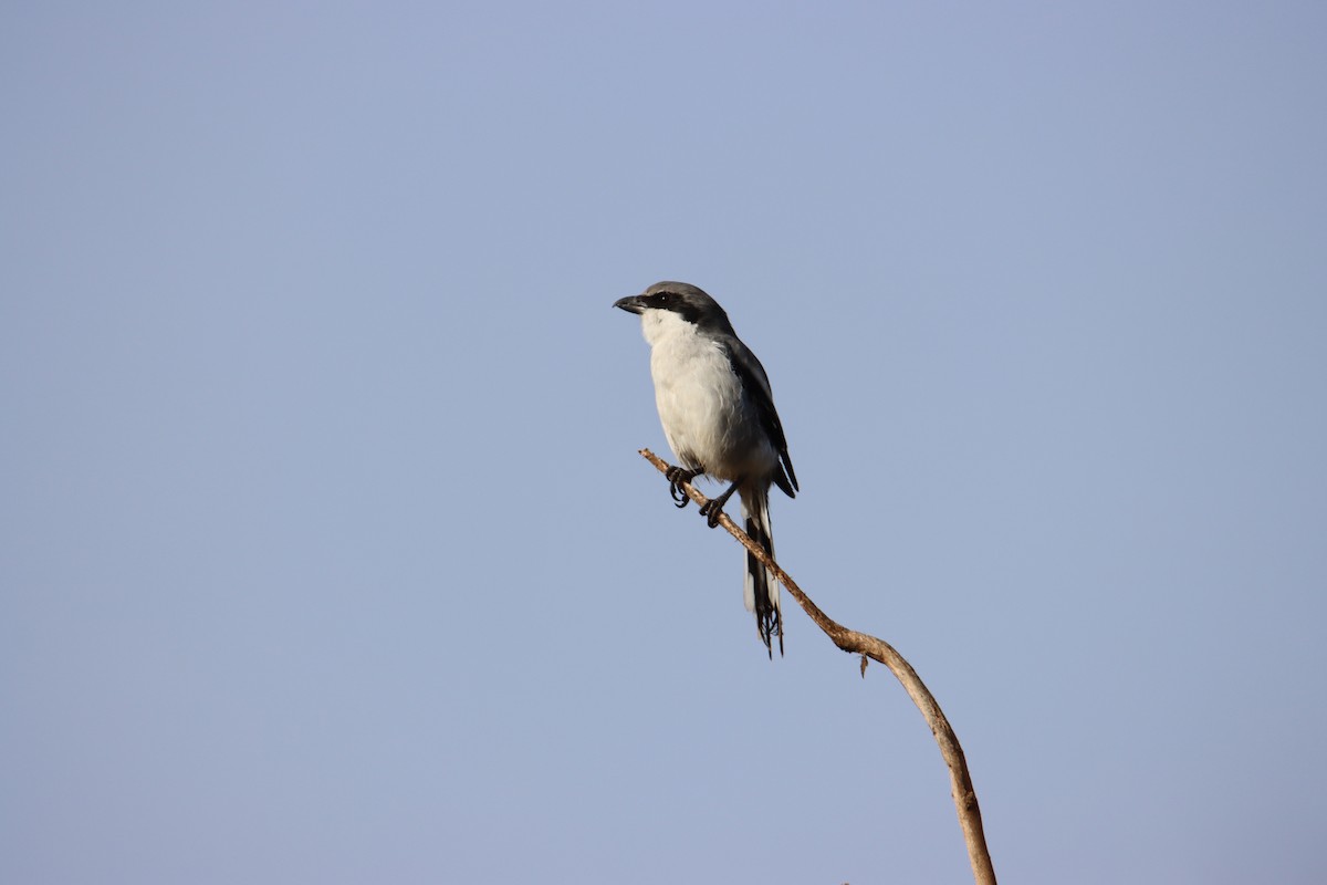 Great Gray Shrike - ML472968891