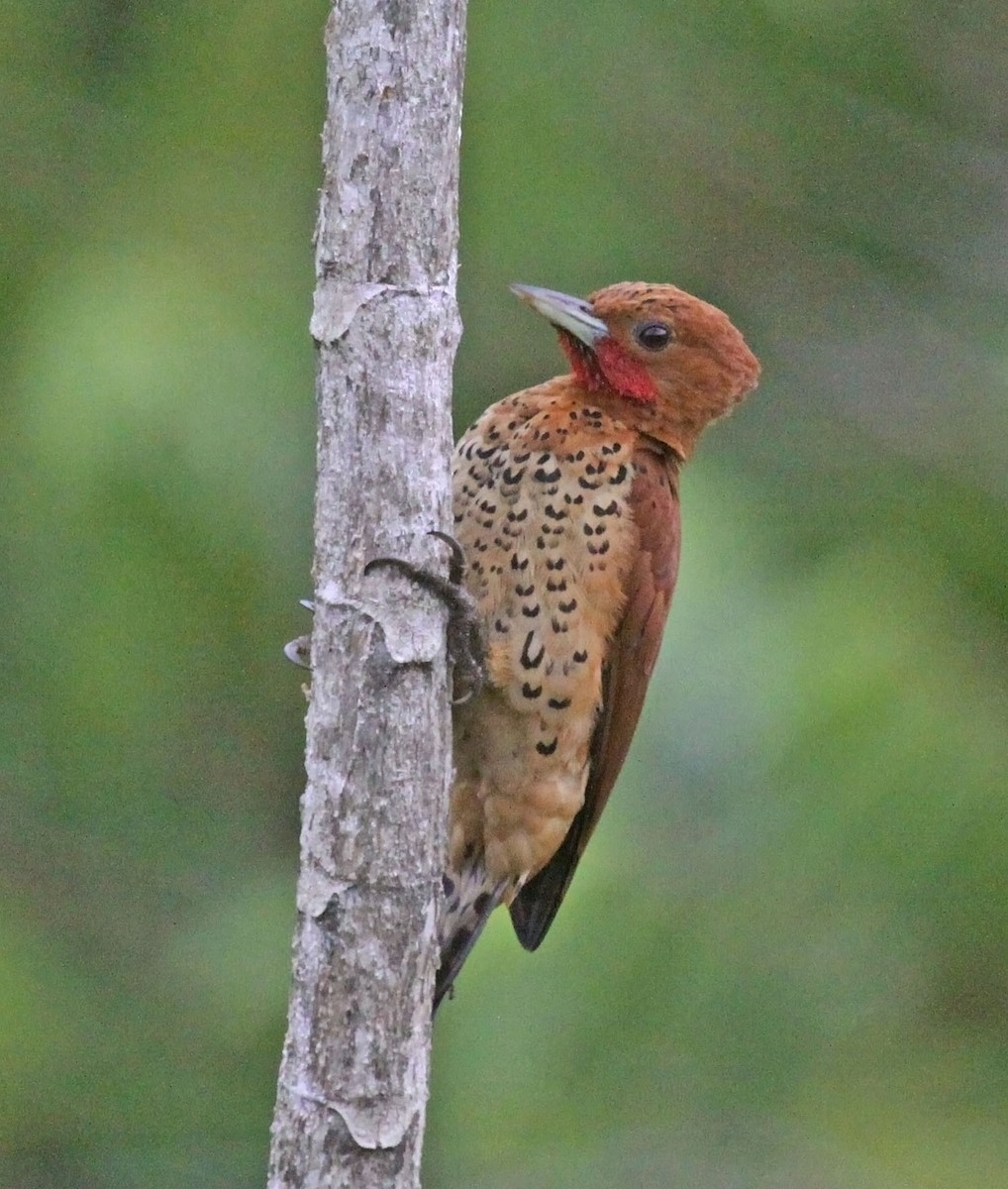 Cinnamon Woodpecker - ML472969061