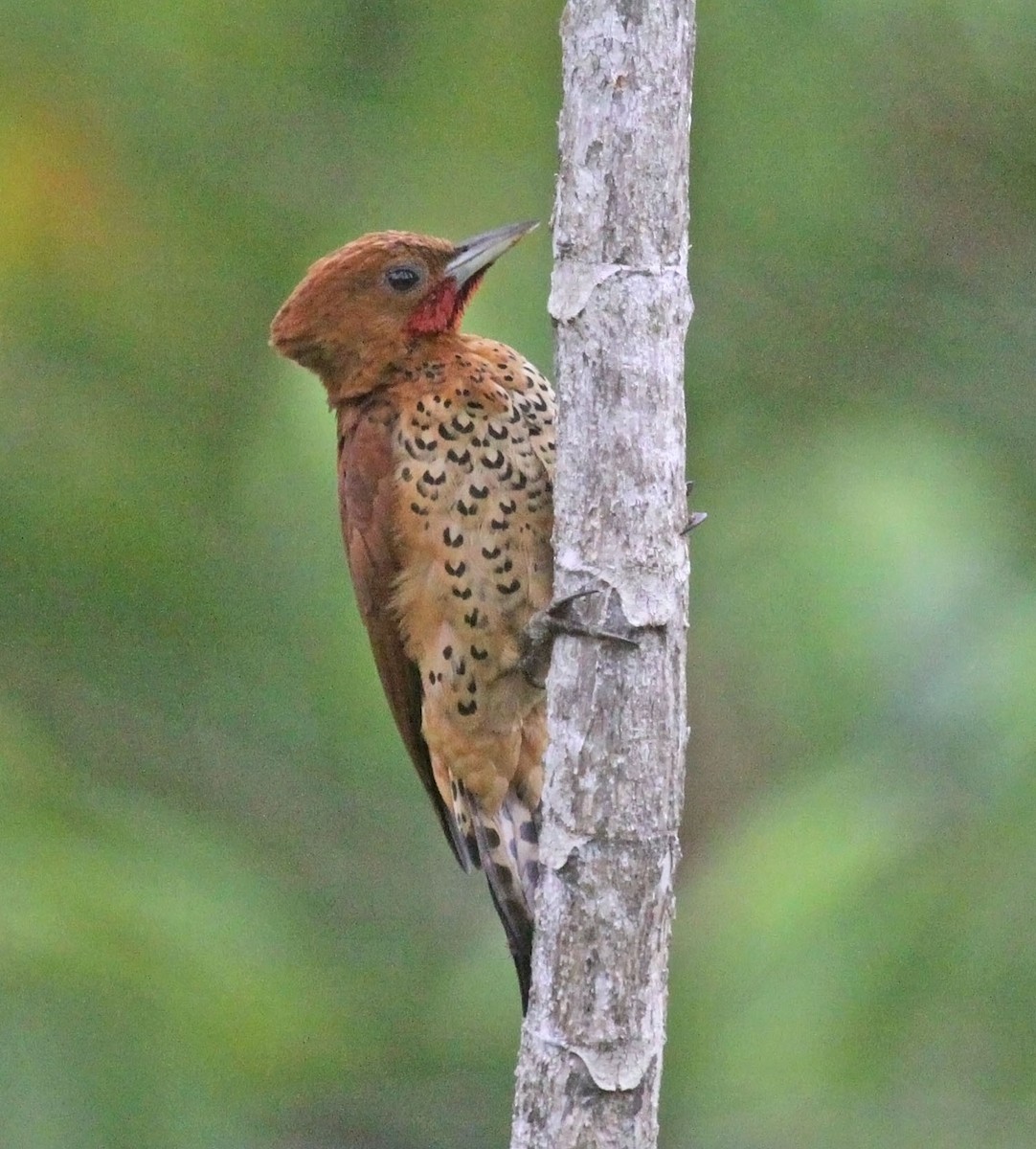 Cinnamon Woodpecker - ML472969851