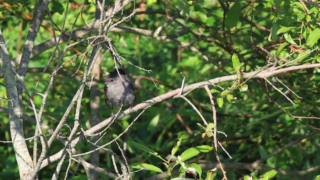 Кошачий пересмешник - ML472970