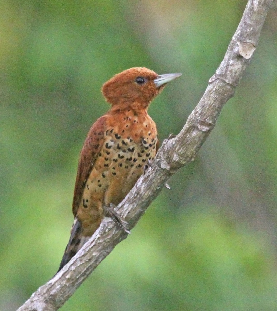 Cinnamon Woodpecker - ML472971831