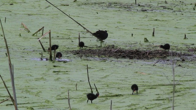 Common Gallinule - ML472972