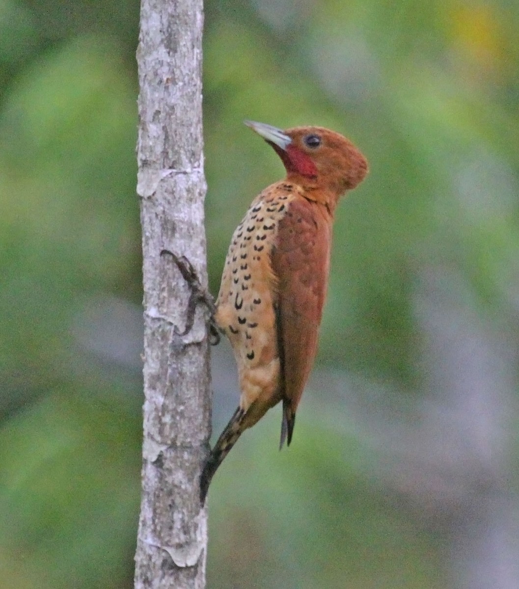 Cinnamon Woodpecker - ML472972711
