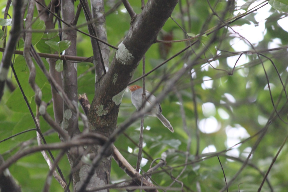 Ashy Tailorbird - Cameron Blair