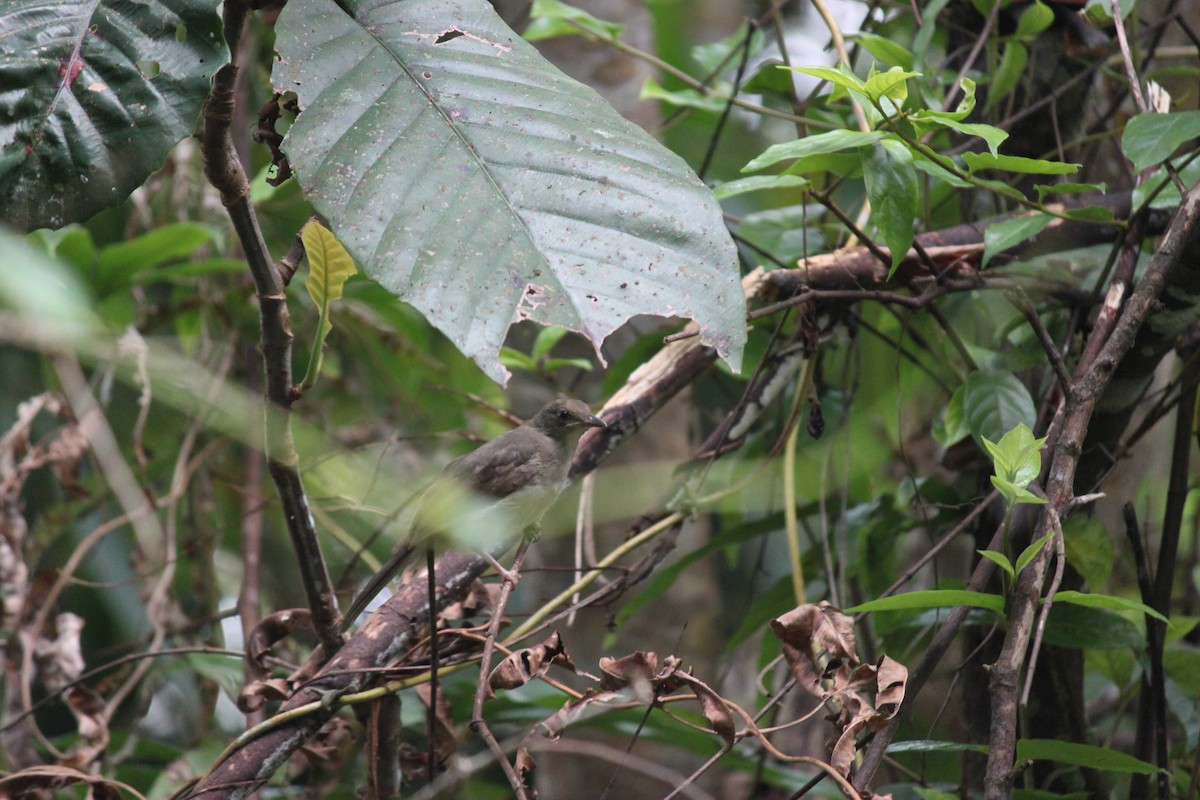 Cream-vented Bulbul - ML472972831