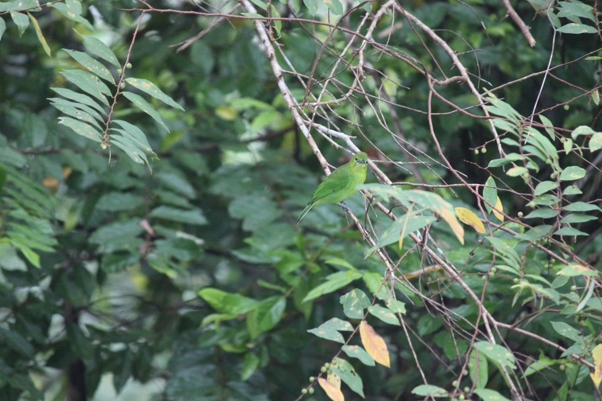 Lesser Green Leafbird - ML472972861