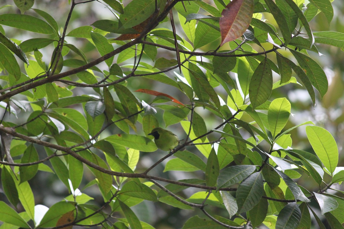 Lesser Green Leafbird - ML472972901