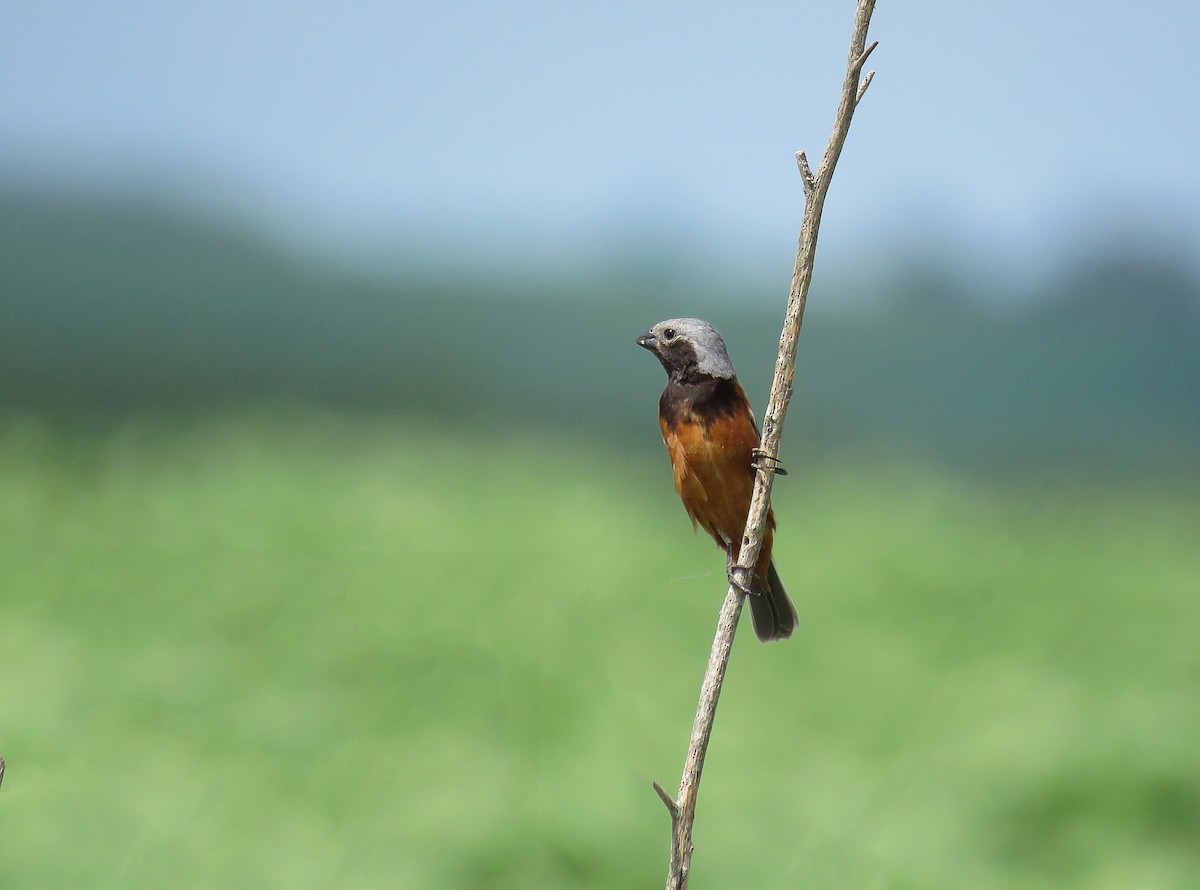 Dark-throated Seedeater - Adrian Antunez