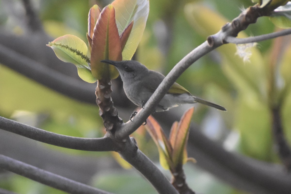 Brown Honeyeater - ML472973441