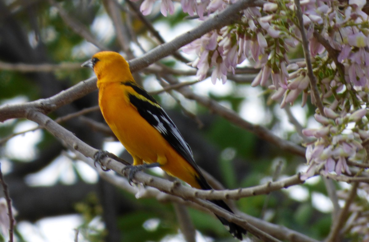 Streak-backed Oriole - ML47297351