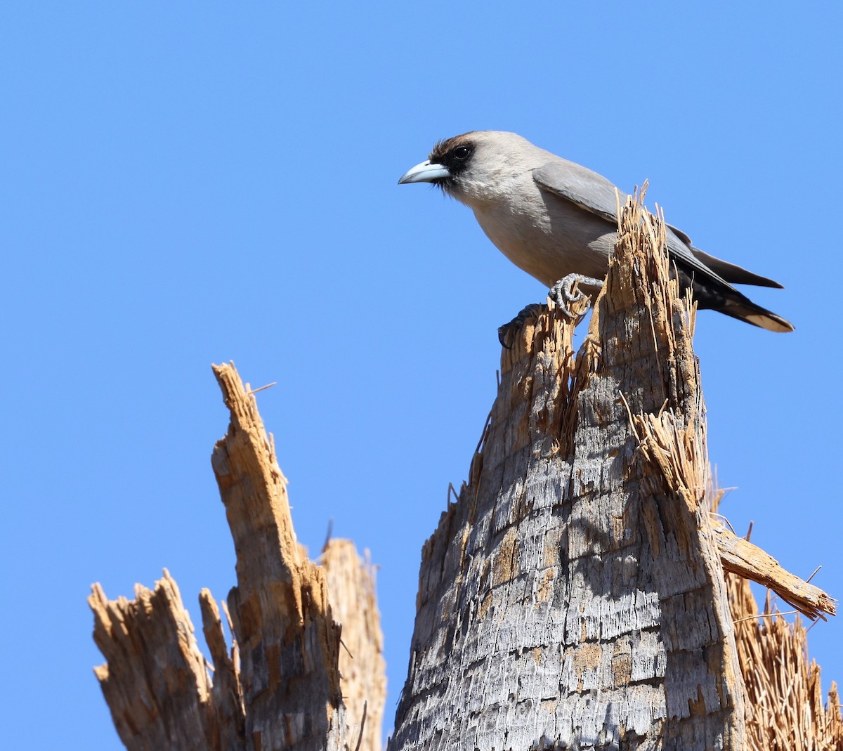 Black-faced Woodswallow - ML472974561