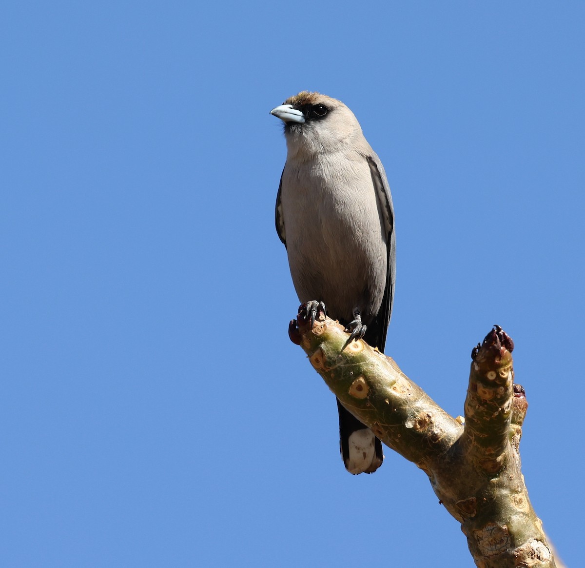 Black-faced Woodswallow - ML472974581