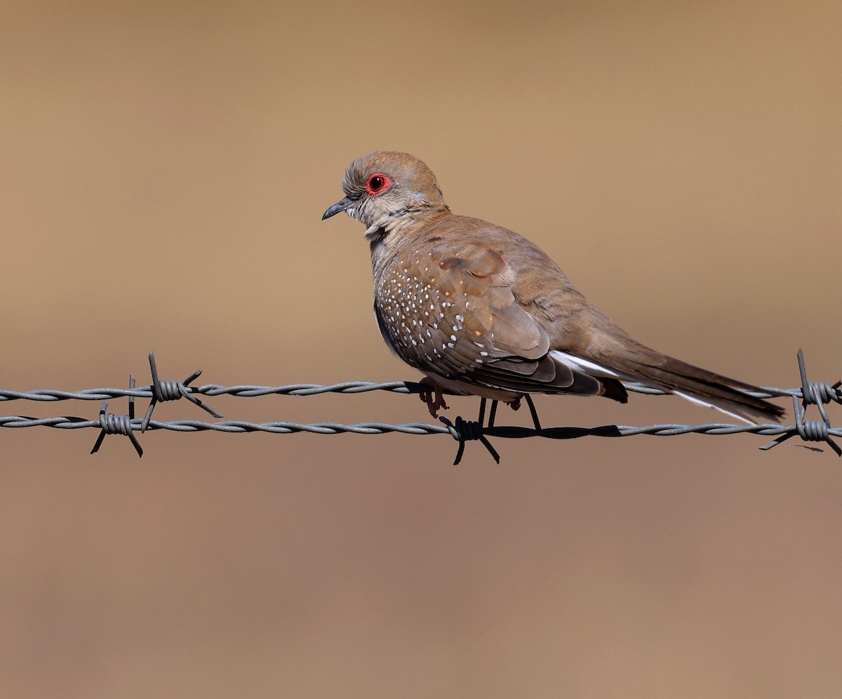 Diamond Dove - ML472974601