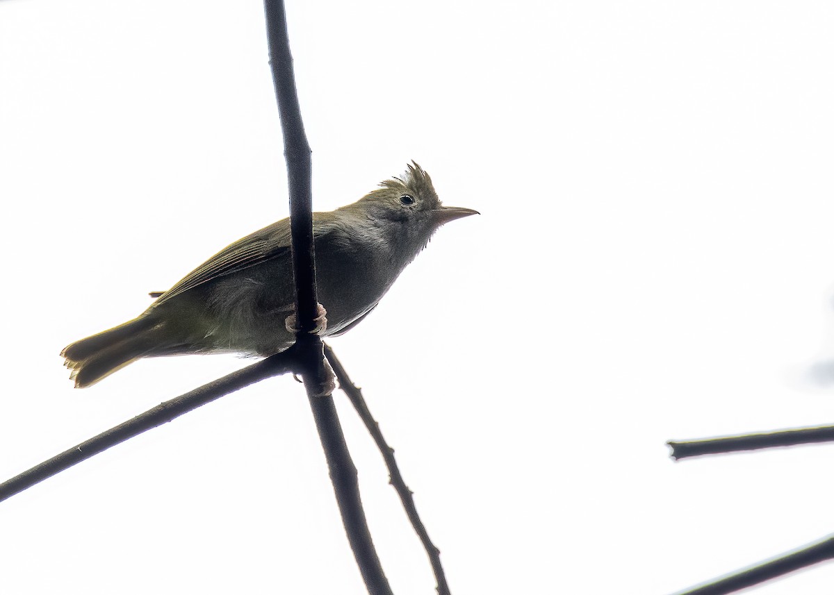 White-bellied Erpornis - Joo Aun Hneah