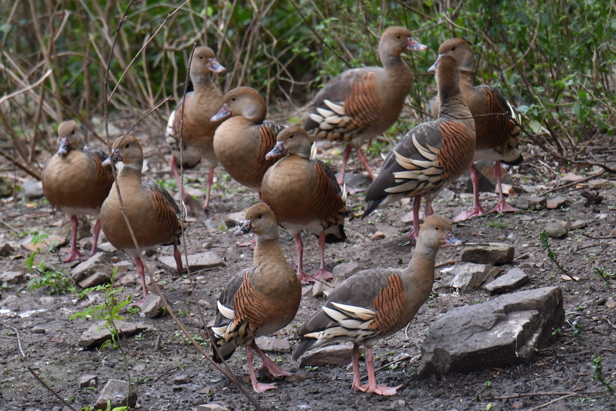 Plumed Whistling-Duck - ML472974951