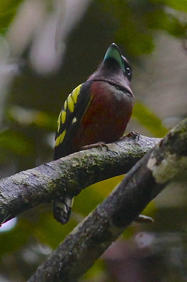 Banded Broadbill - Cameron Blair