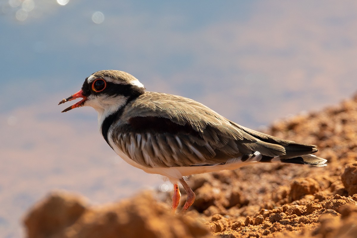 Black-fronted Dotterel - ML472975401