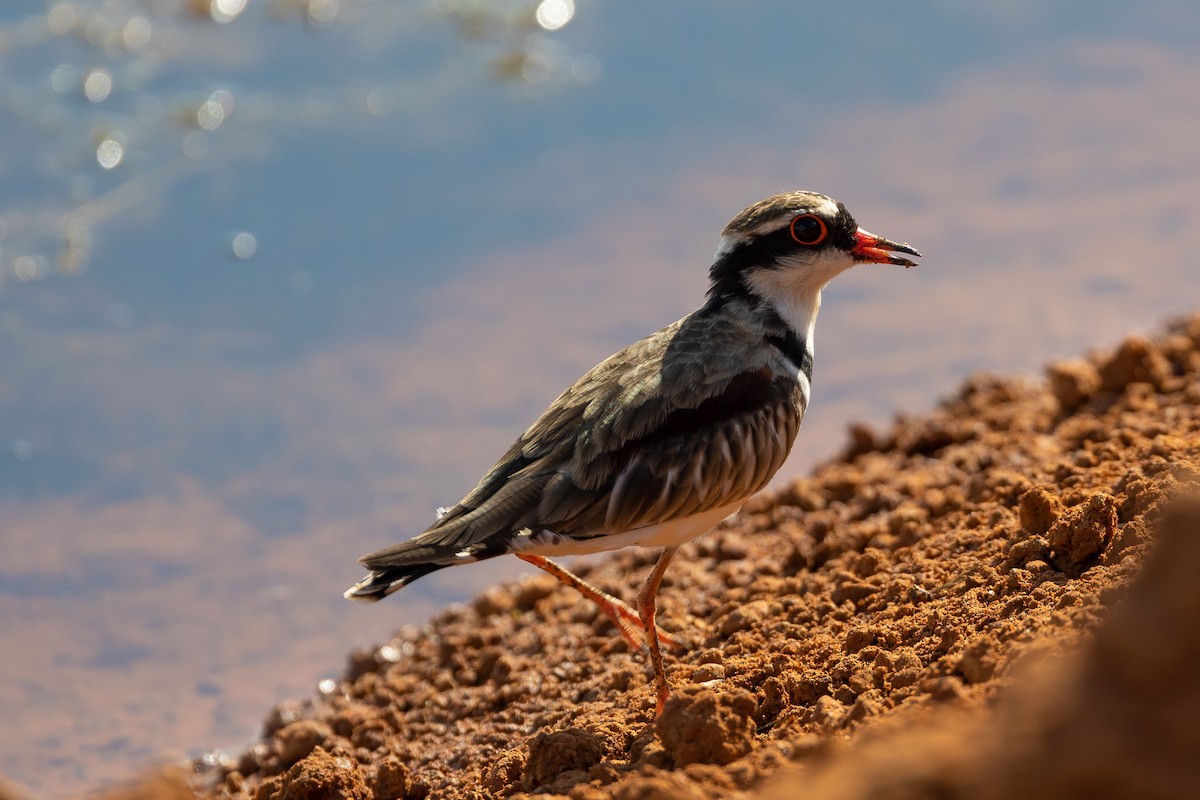 Black-fronted Dotterel - ML472975411