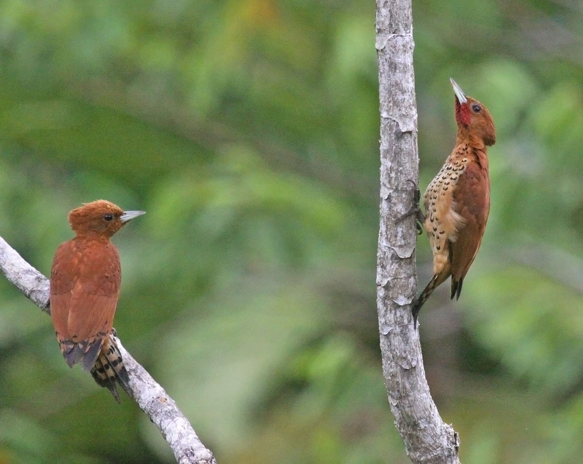 Cinnamon Woodpecker - ML472975651