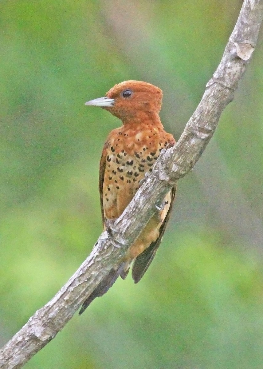 Cinnamon Woodpecker - ML472976561