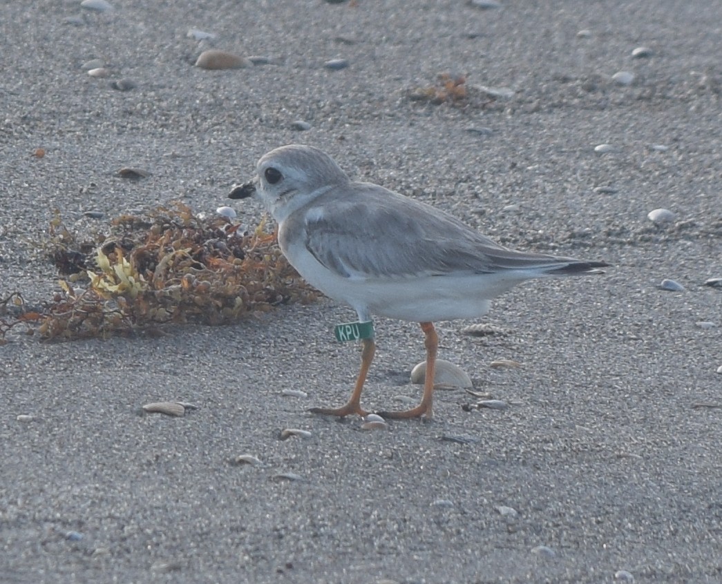 Piping Plover - ML472976791