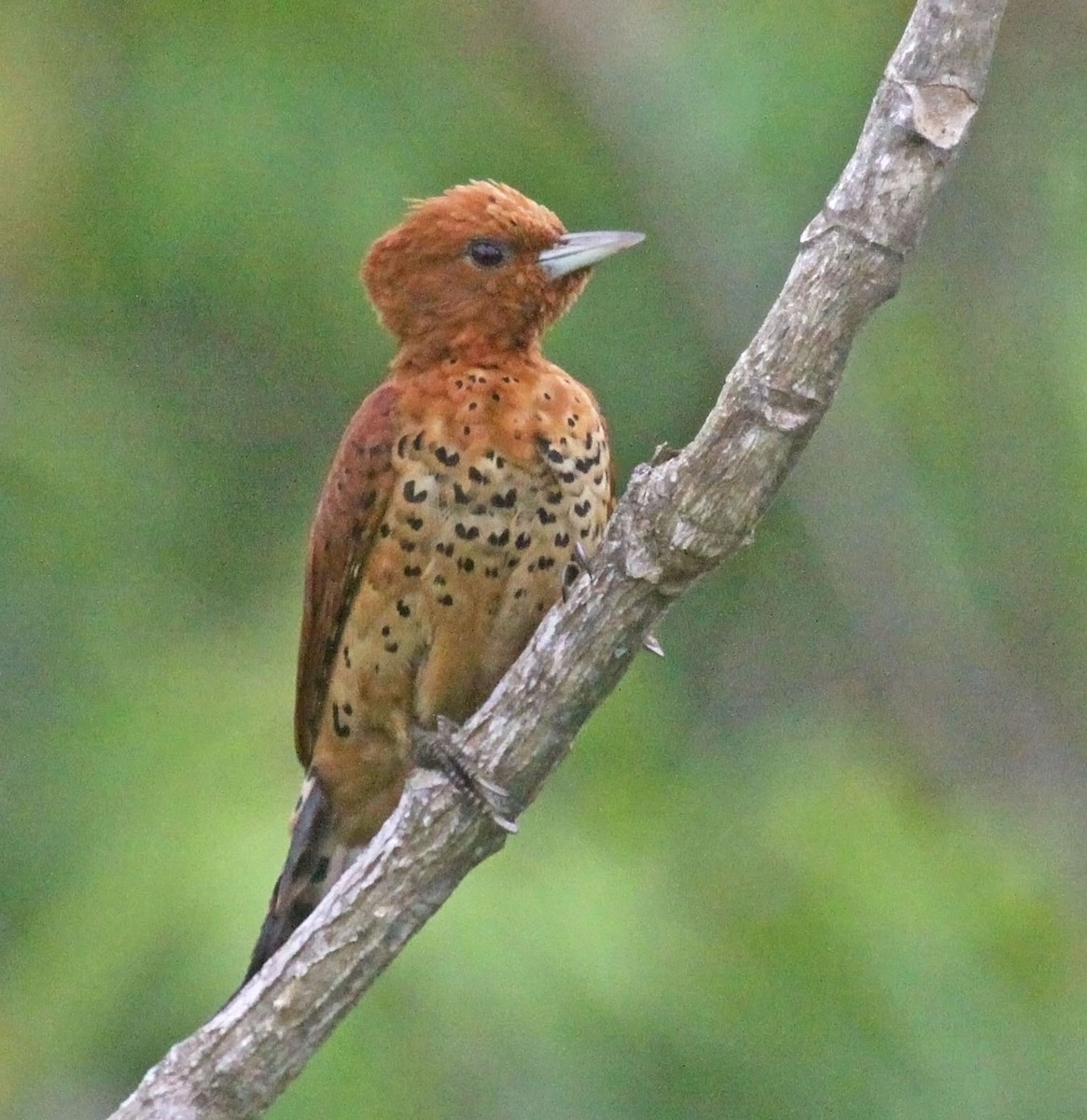 Cinnamon Woodpecker - ML472977111