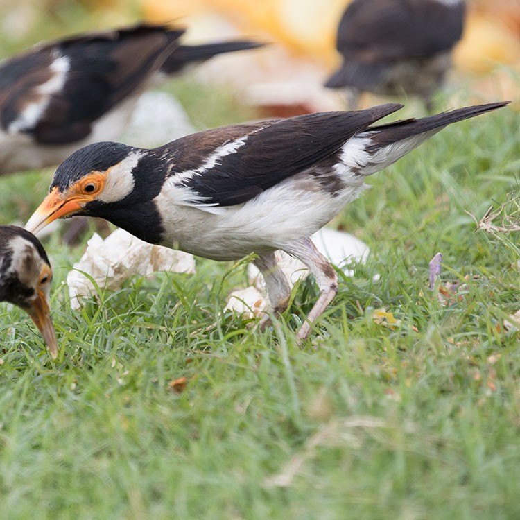 Indian Pied Starling - www.aladdin .st