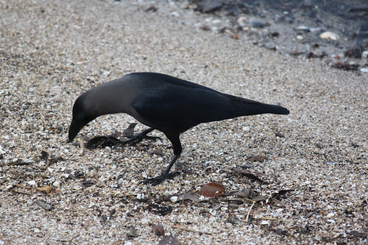 House Crow - ML472979721
