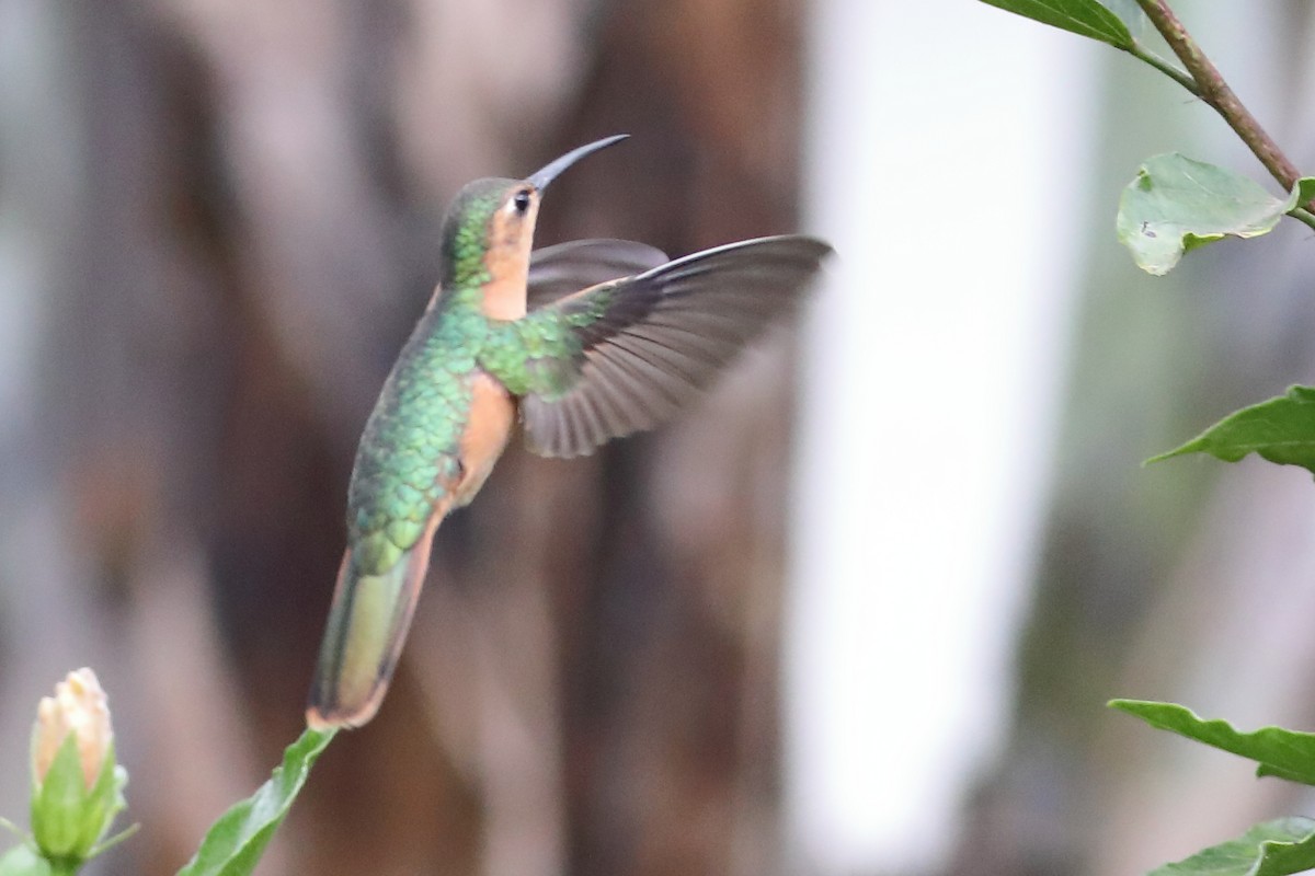kolibřík pestroocasý - ML472981501