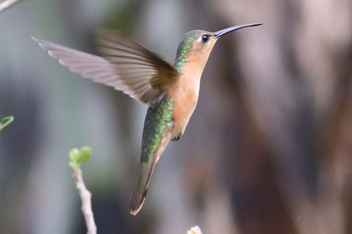 Rufous Sabrewing - ML472981531