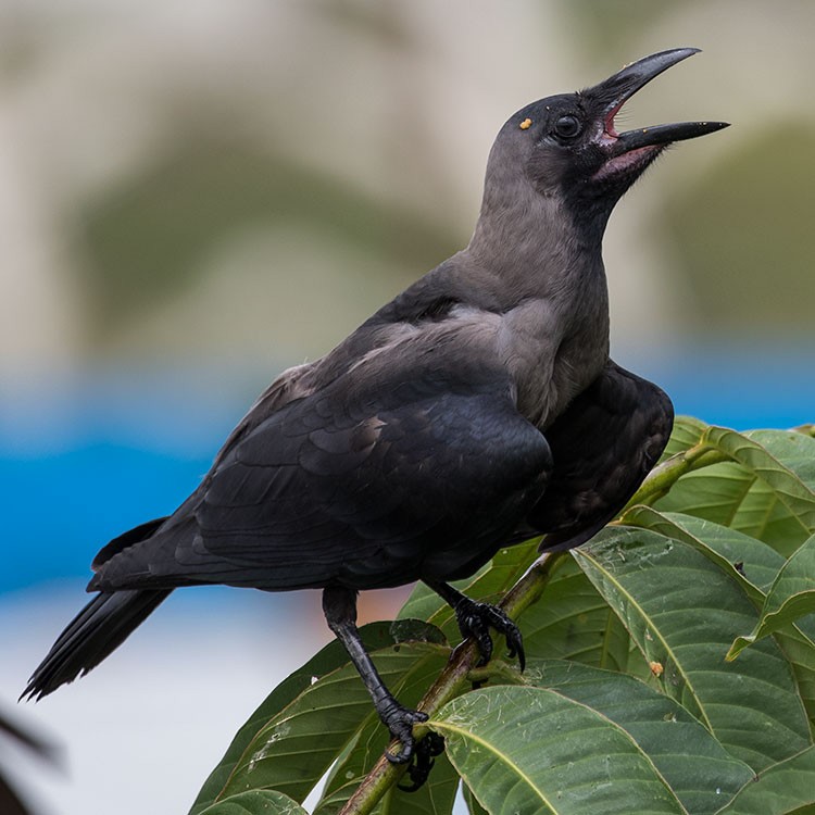 House Crow - ML472982681