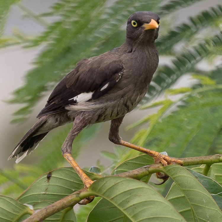 Jungle Myna - ML472983791