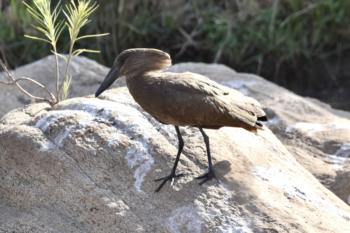 Hamerkop - Amy Beaulac Harris