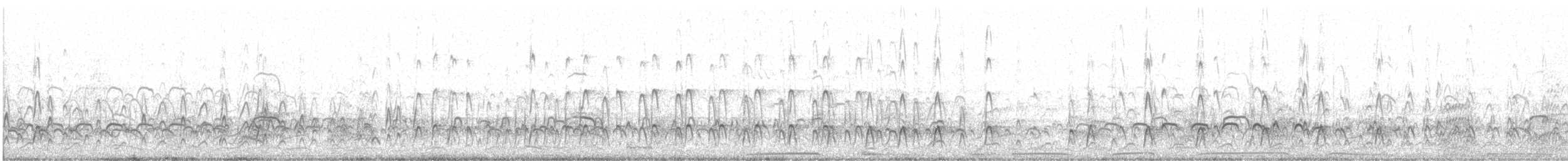 ústřičník velký (ssp. ostralegus/longipes) - ML472984371