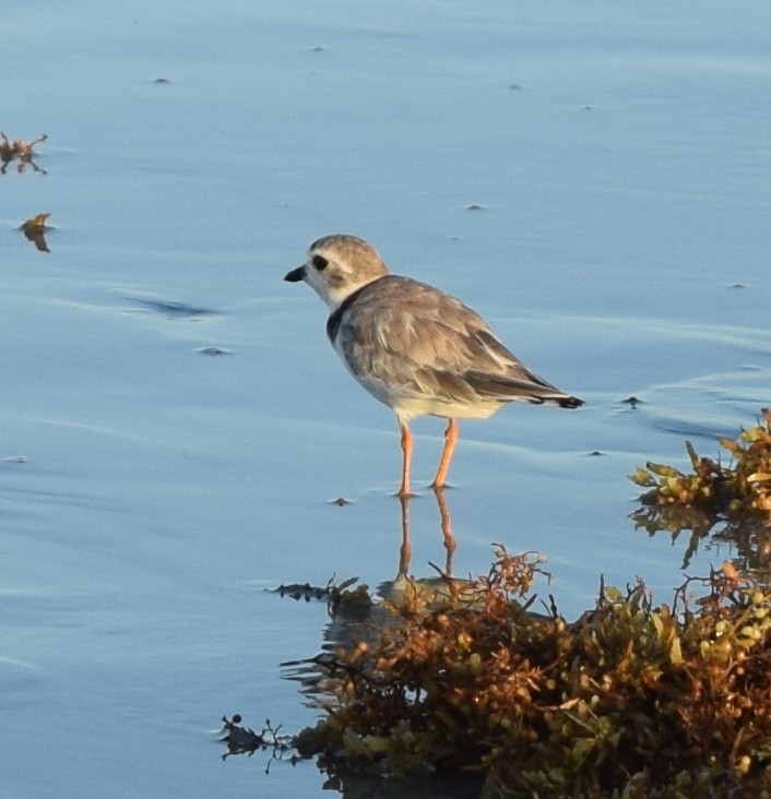 Piping Plover - ML472985241