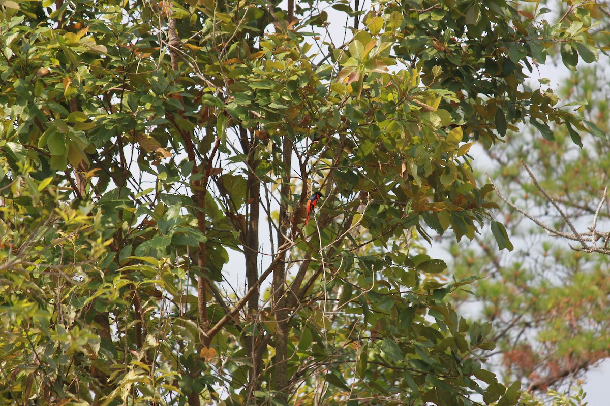 Scarlet Minivet - Cameron Blair