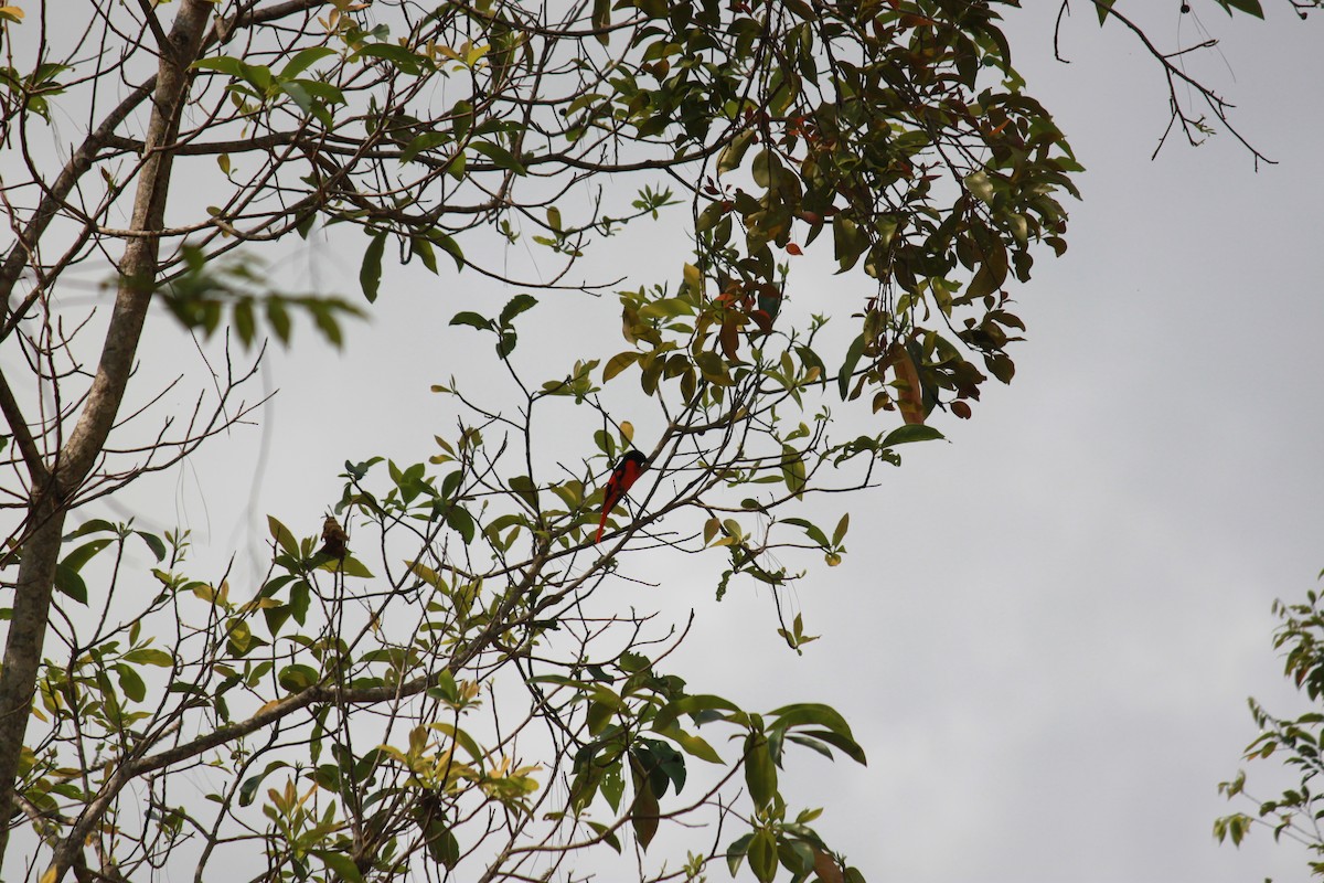 Scarlet Minivet - Cameron Blair