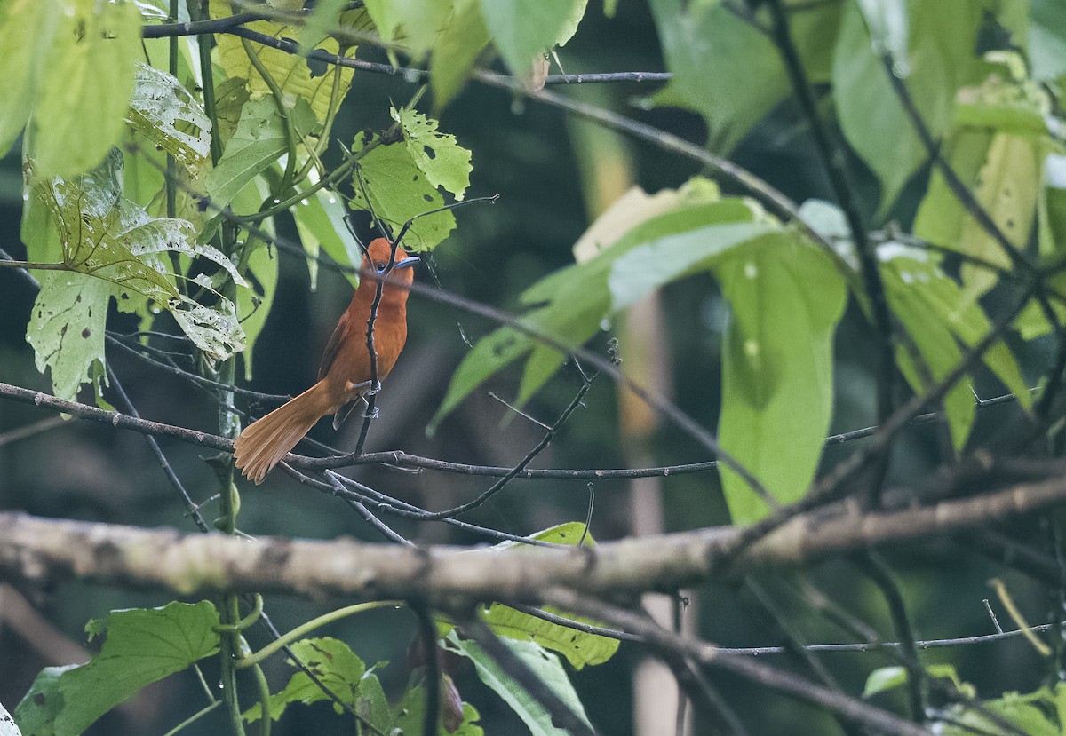 Rufous Paradise-Flycatcher - Forest Botial-Jarvis