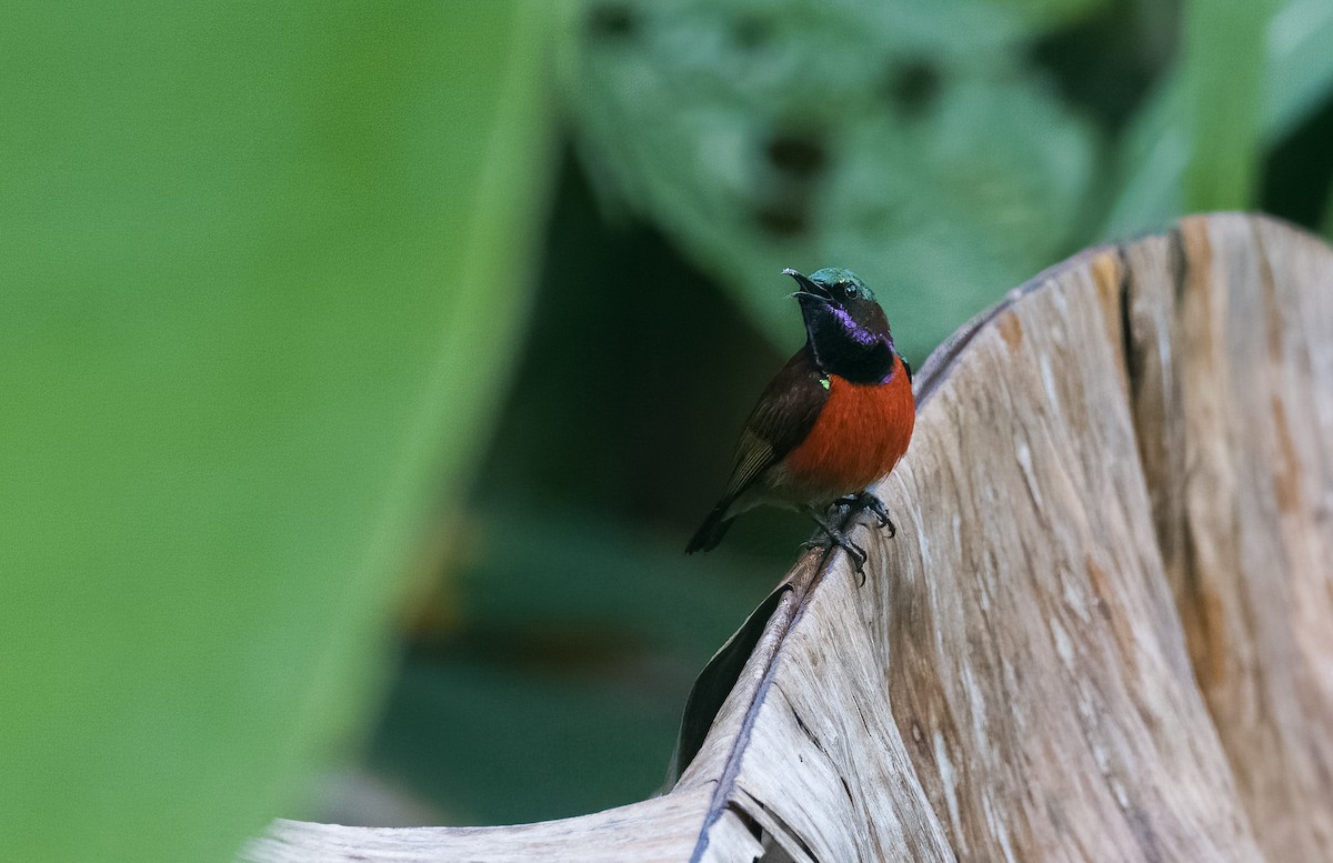 Purple-throated Sunbird (Purple-throated) - Forest Botial-Jarvis