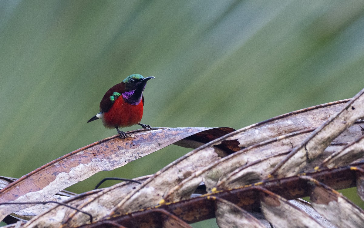 Purple-throated Sunbird (Purple-throated) - Forest Botial-Jarvis