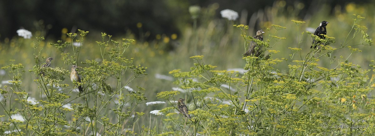 Bobolink - ML472988901