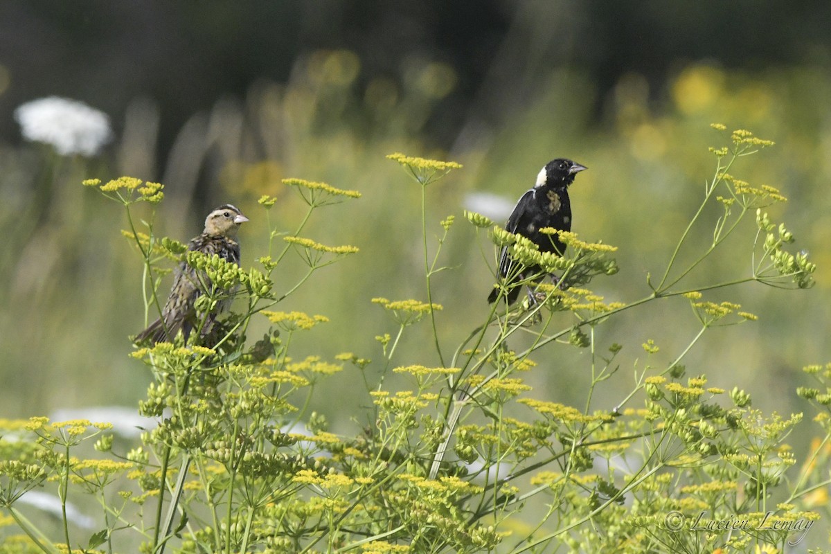 Bobolink - ML472988911