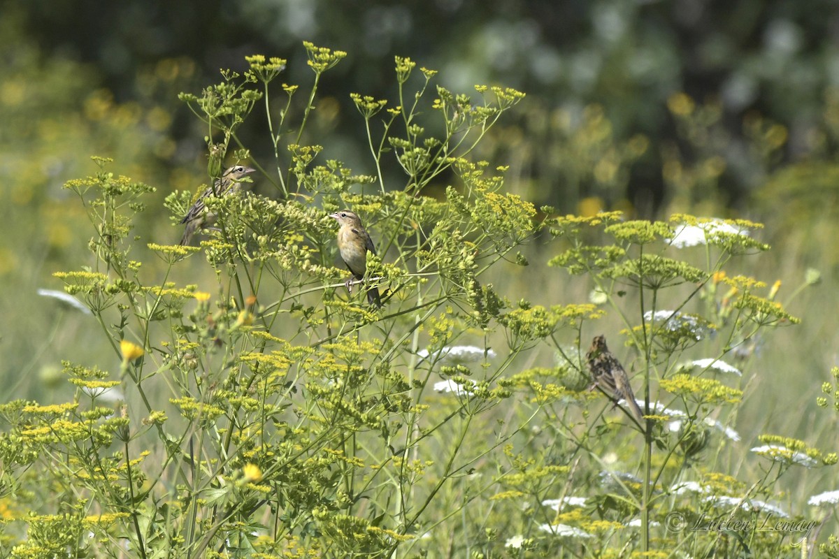 Bobolink - ML472988931