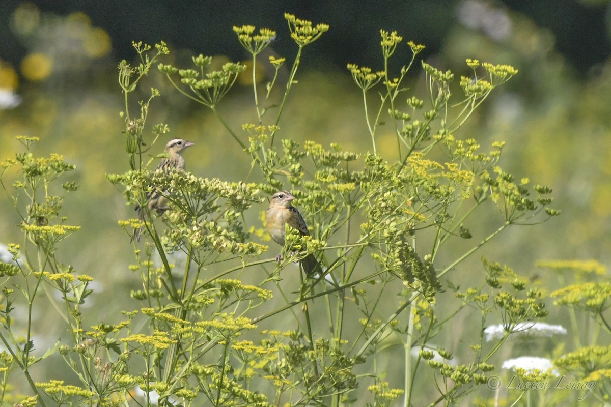 Bobolink - ML472988951