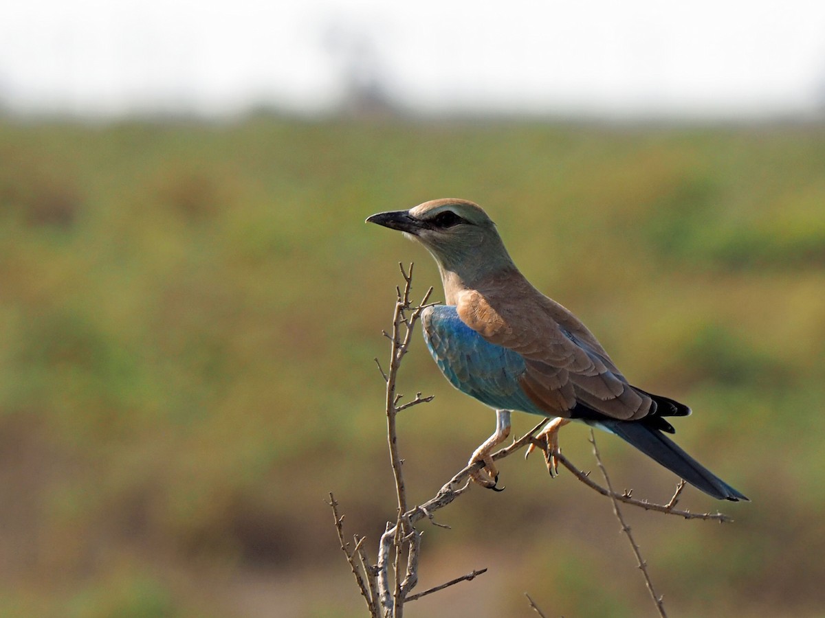 European Roller - ML472988971