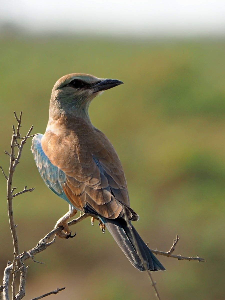 European Roller - ML472988981