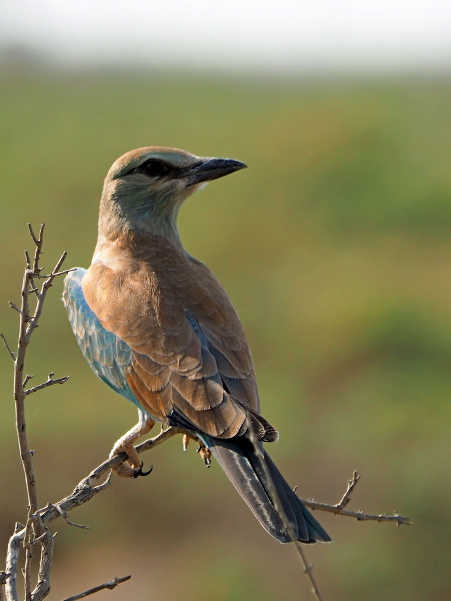 European Roller - ML472988981