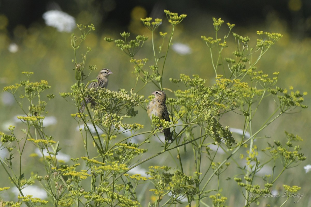 Bobolink - ML472988991