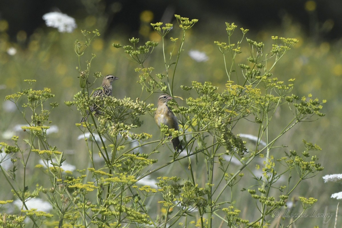 Bobolink - ML472989041